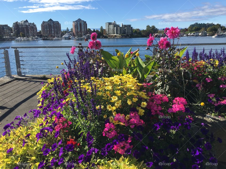 City in flowers