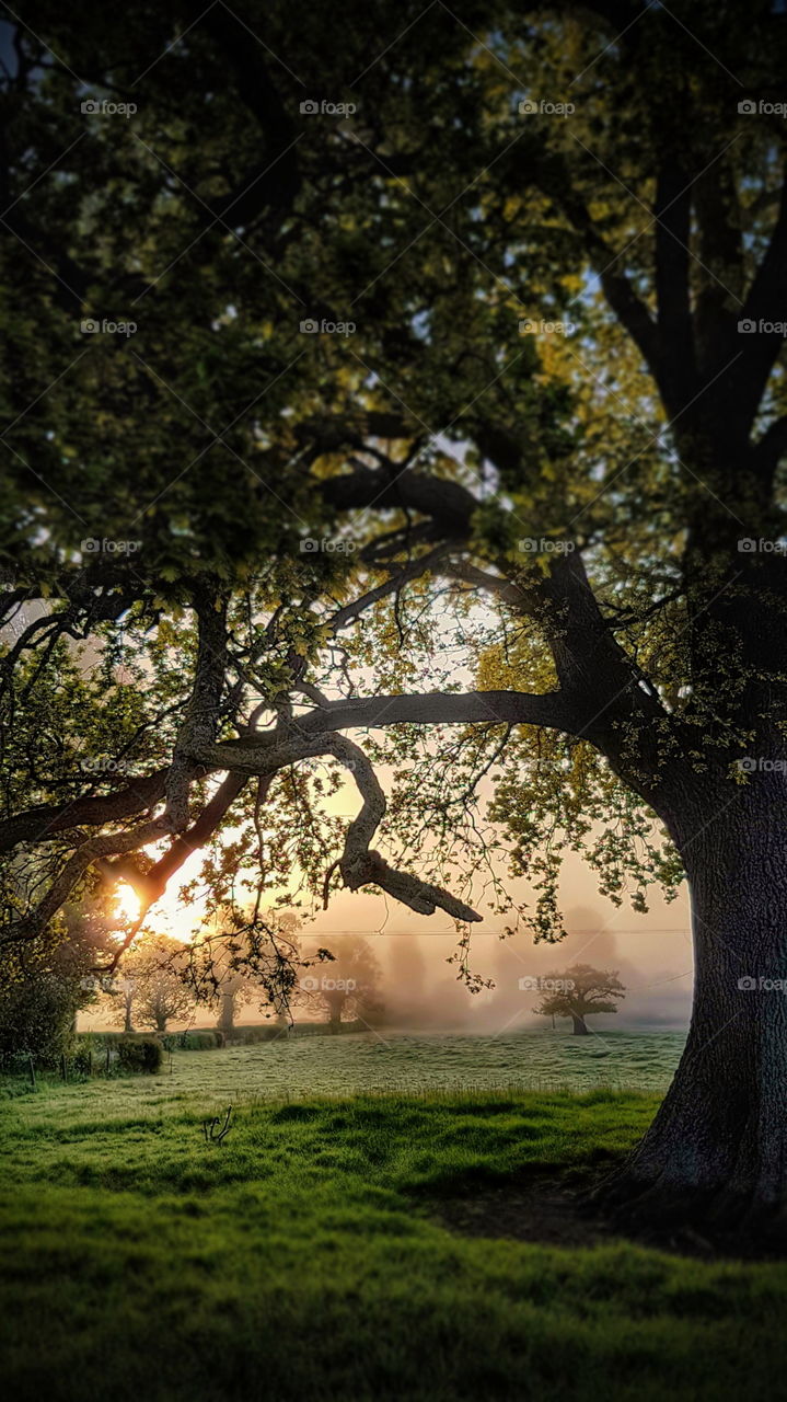 oak tee mist at dawn