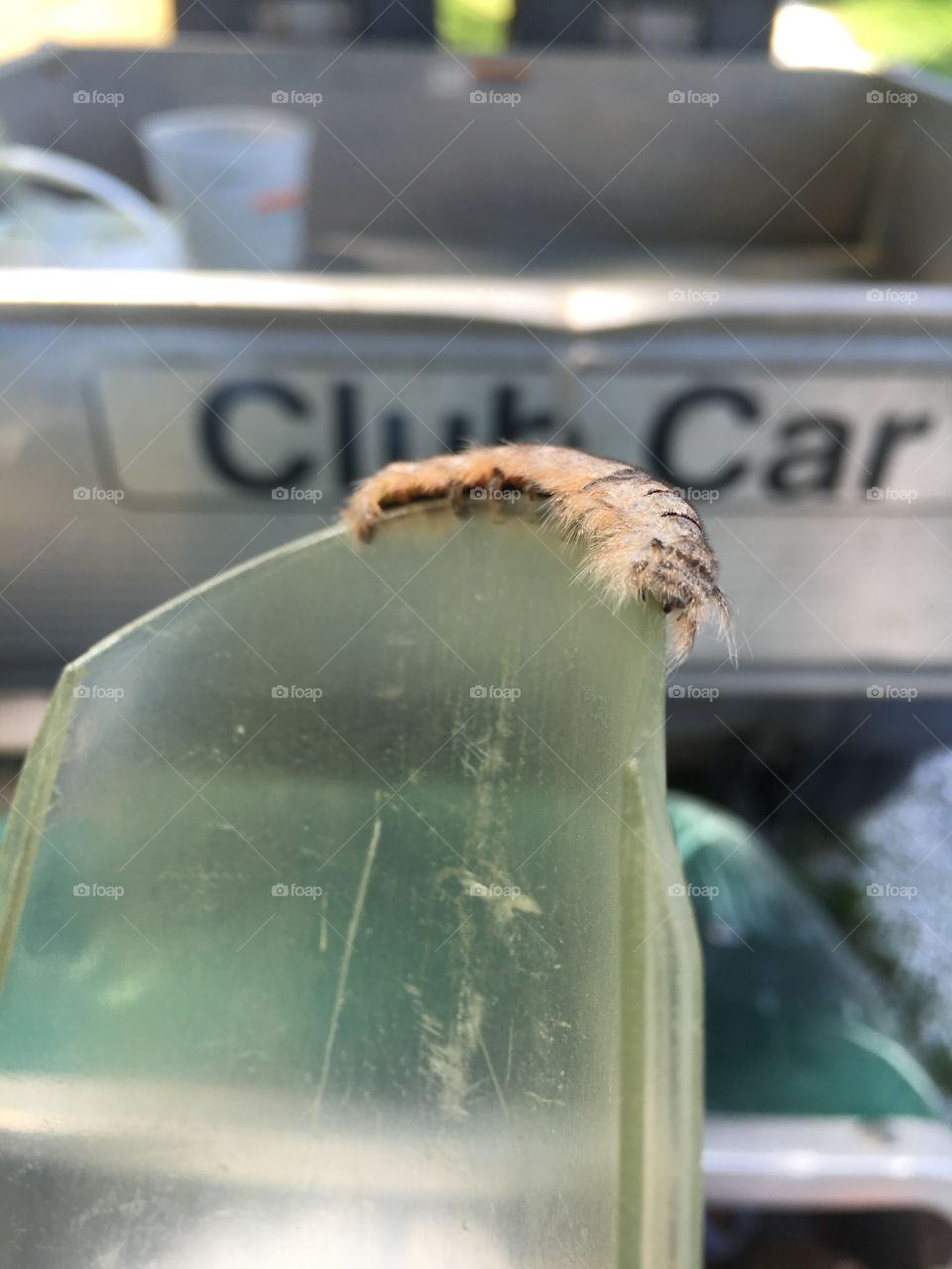 Peculiar little fella