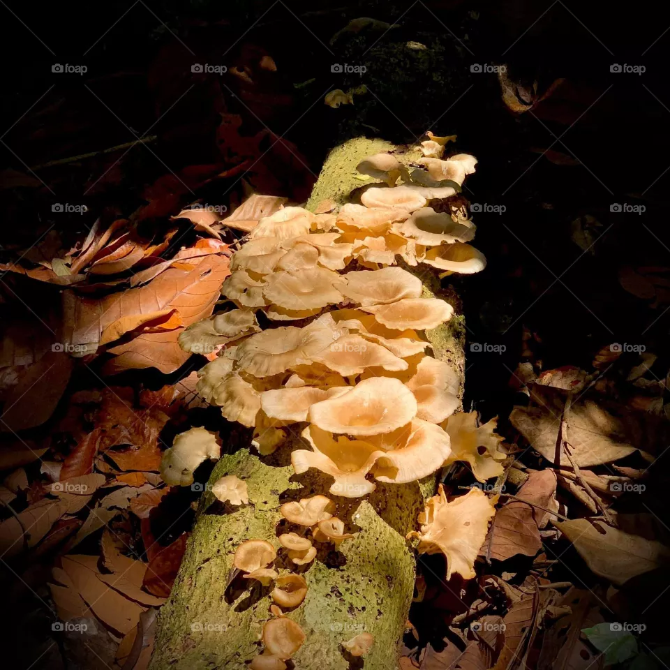 mushroom