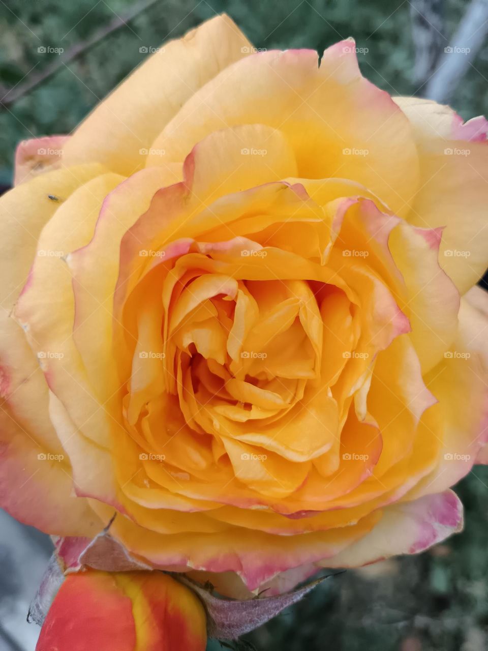 Yellow rose