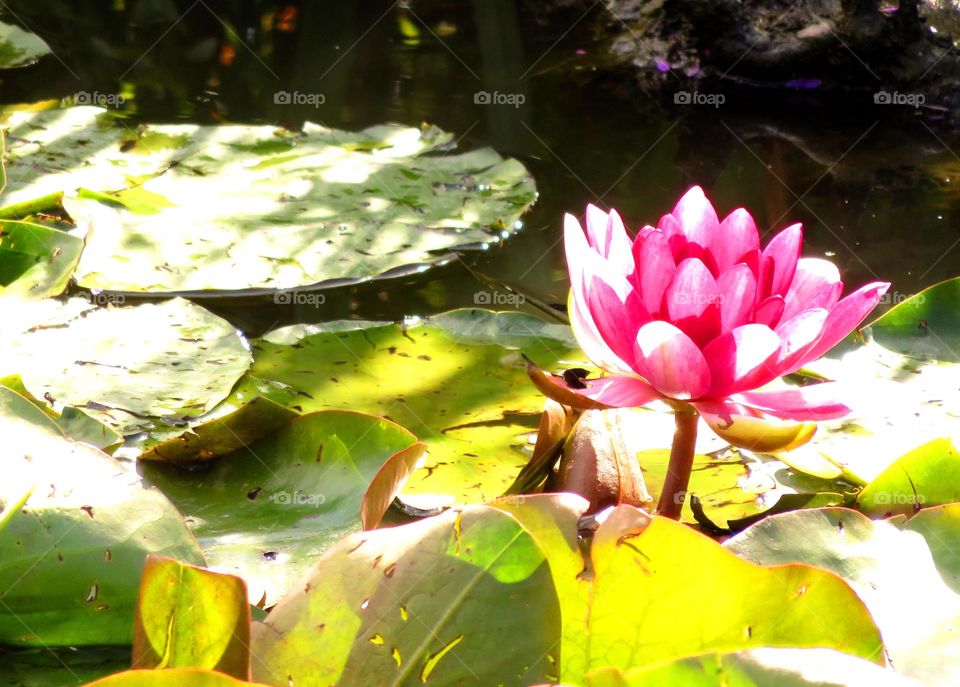 waterlilies