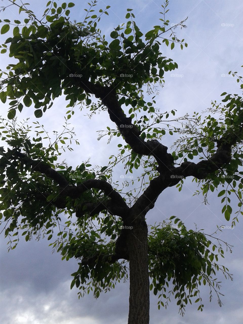 tree