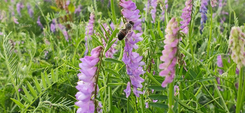 Flowers and Bees