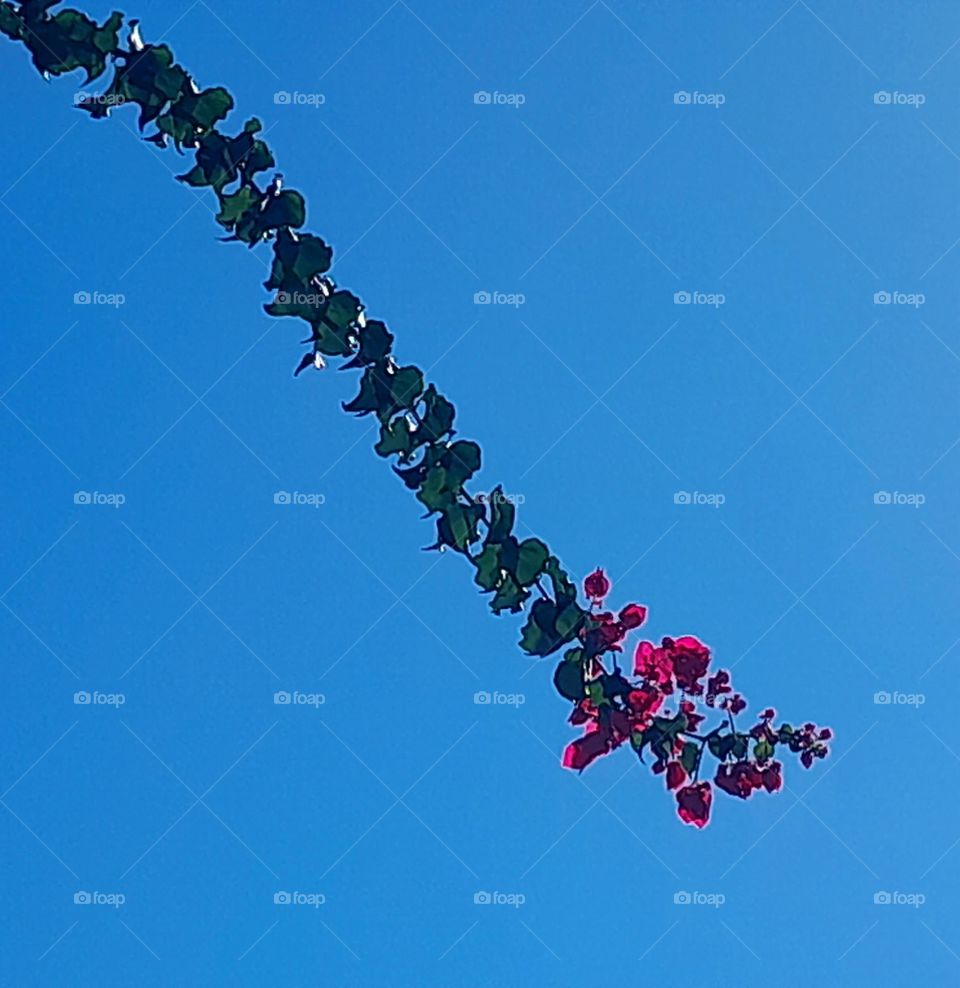 Flor surcando el cielo