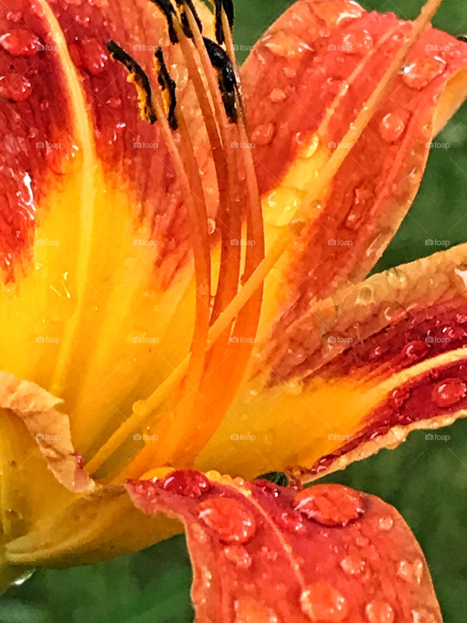 Raindrops on lily