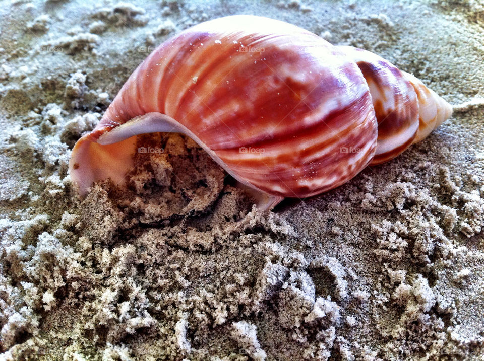 beach ocean vacation sand by carinafox5