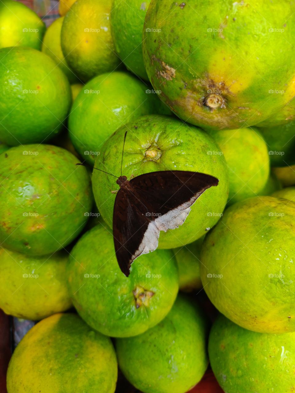 butterfly on green sweetlimes