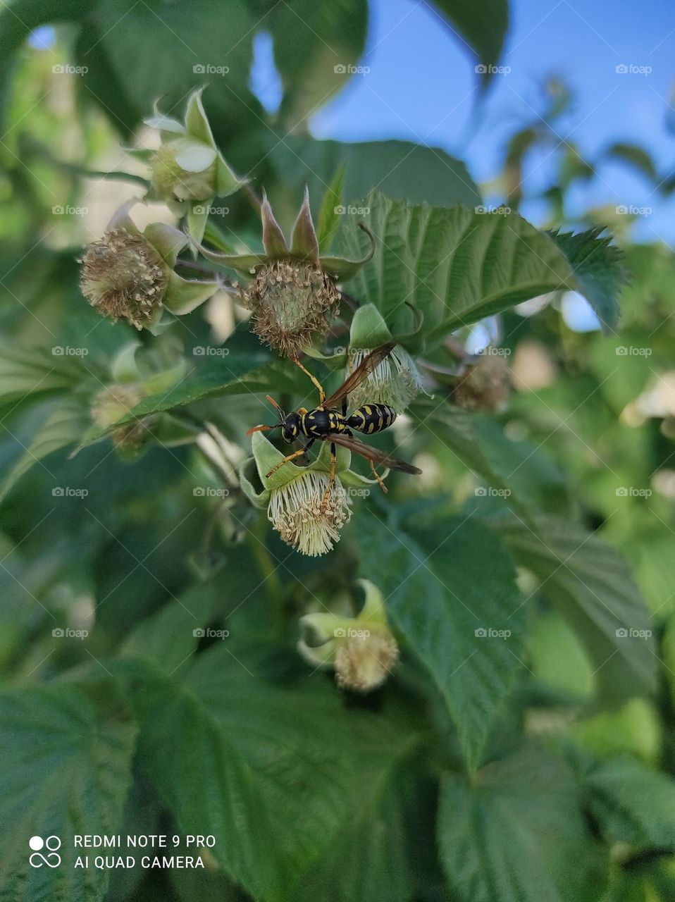 guêpe d'été sur fleur de framboiser