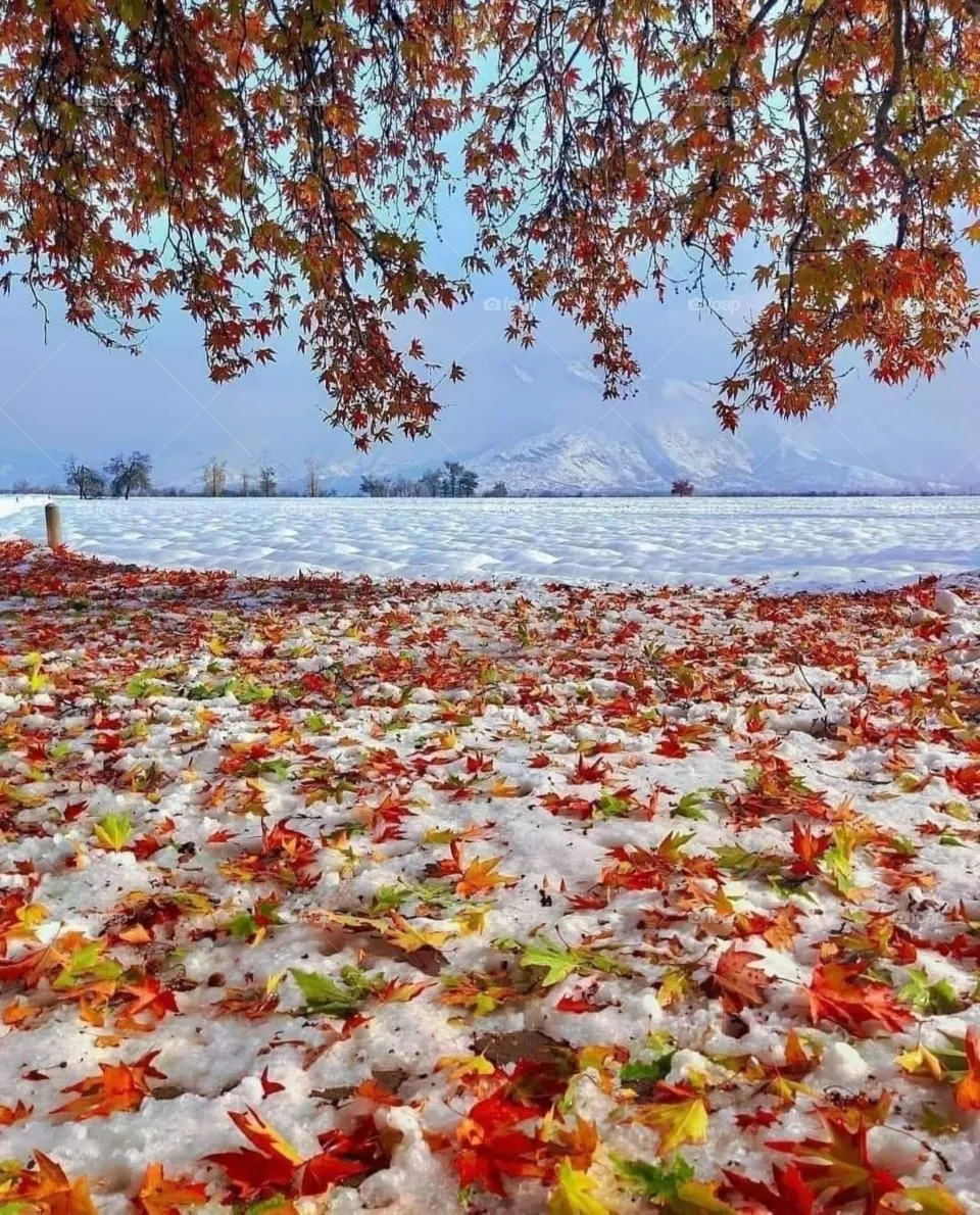 Autumn 