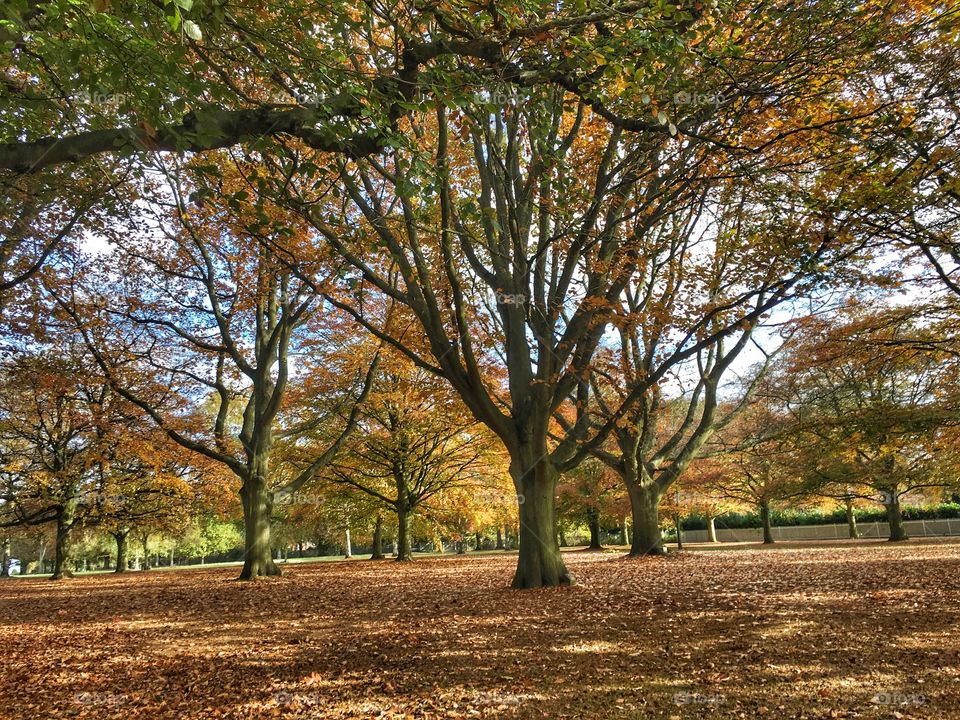 Fall, Tree, Leaf, Park, Landscape