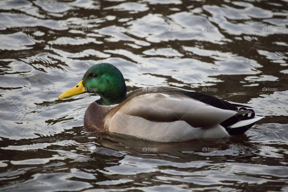 Male mallard duck enjoying the sun