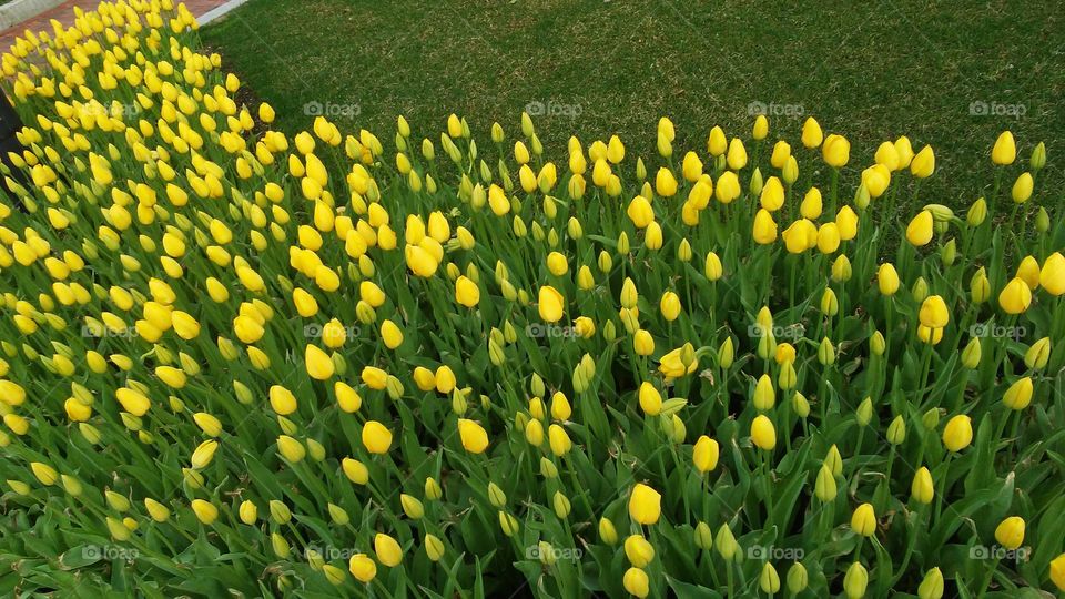 spring. flowers. beauty