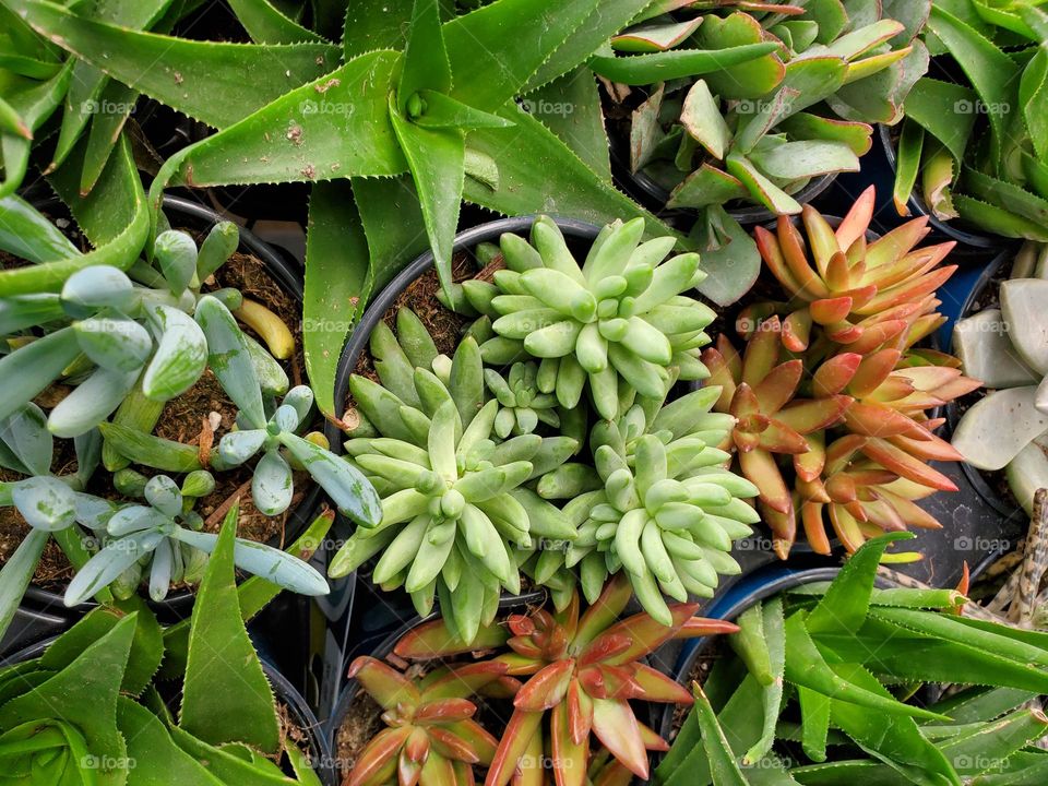 Beautiful Succulents