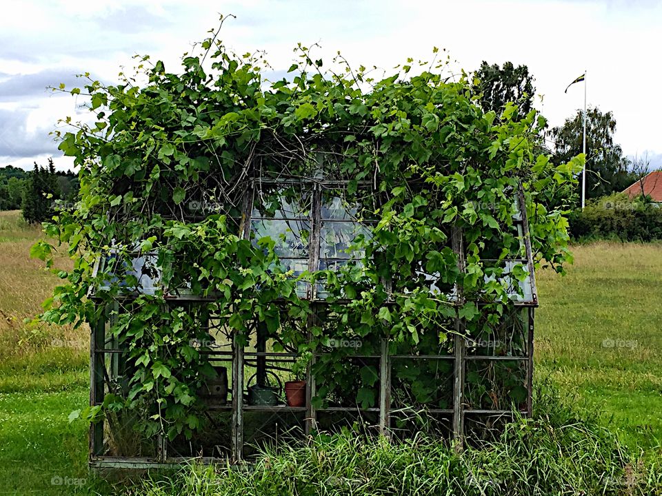 Overgrown greenhouse! 
