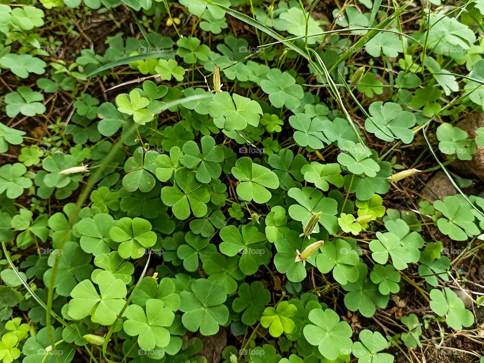 green clover in the garden