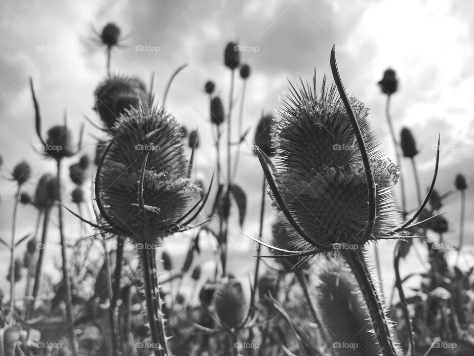Black and white spiky thistle flowers in silhouette.