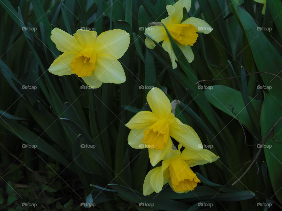 Daffodils on a cloudy spring day