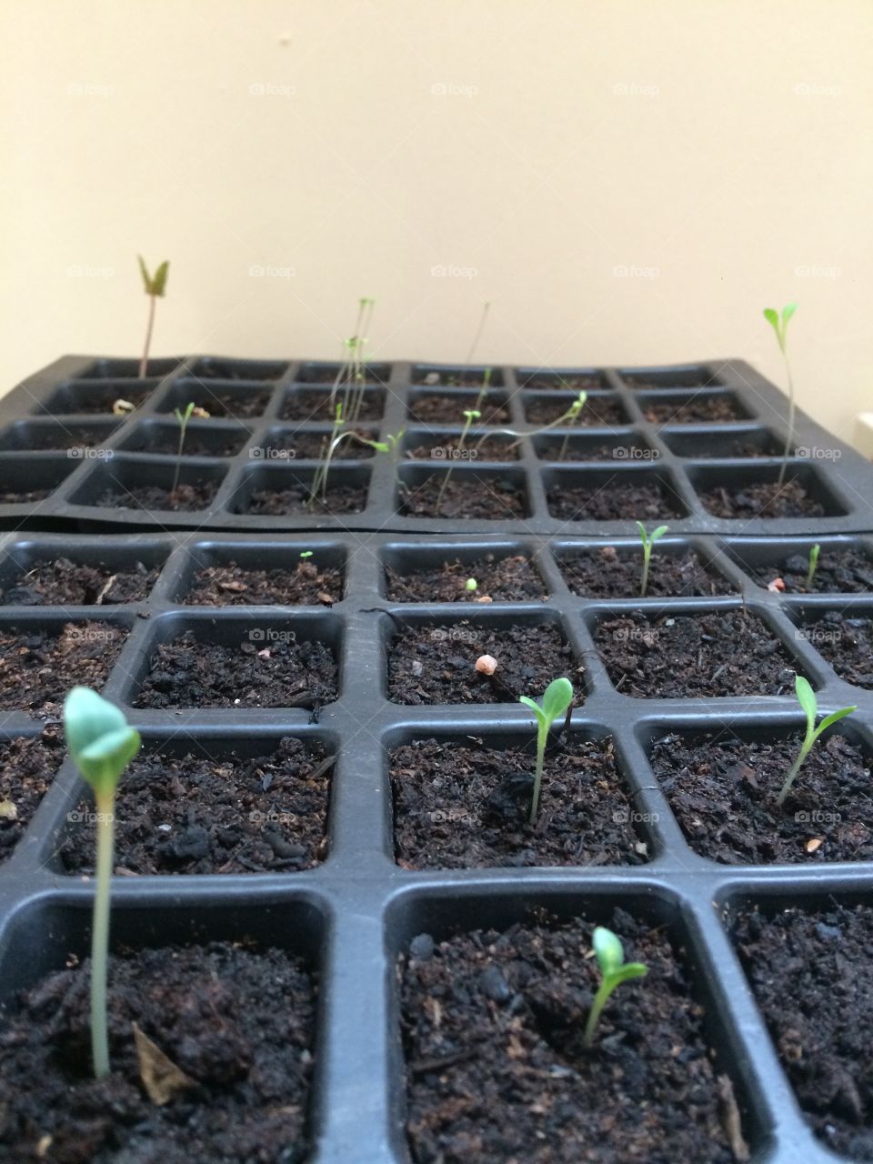 Environment, Soil, Conservation, Ball Shaped, Environmental