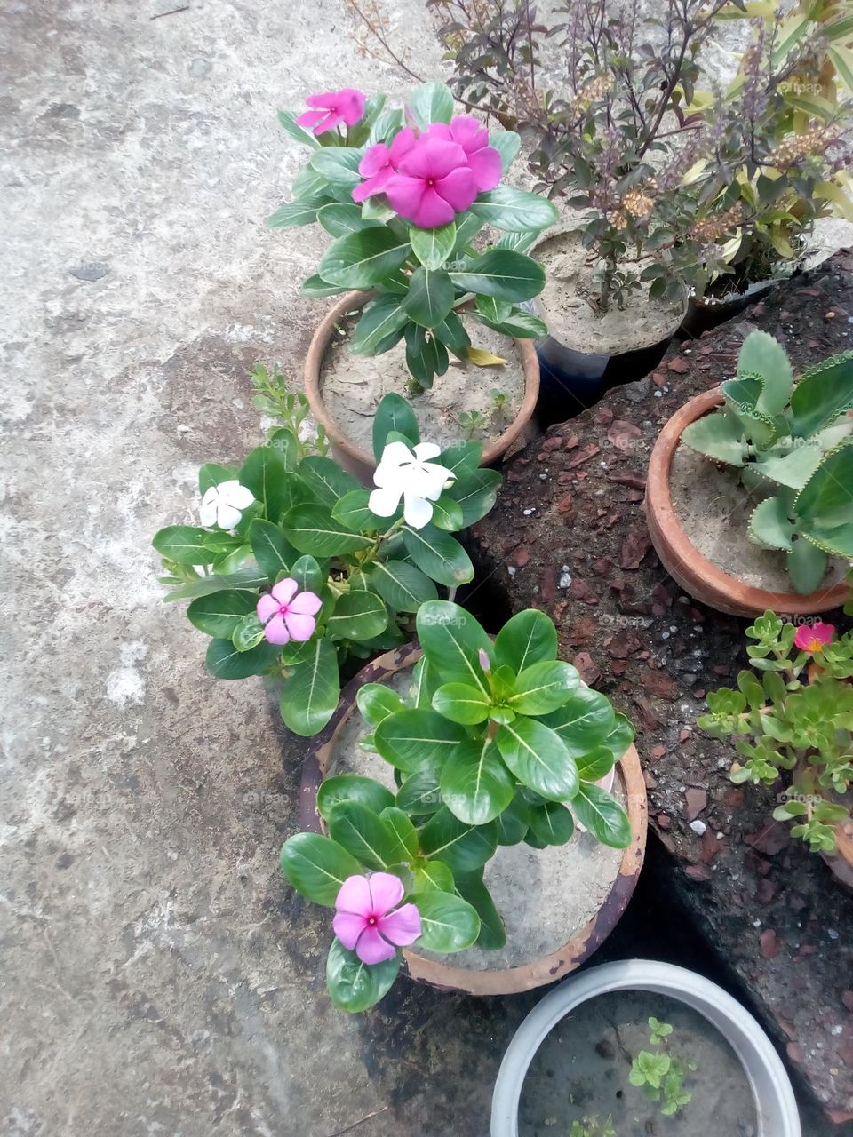 Flower plants in tubs