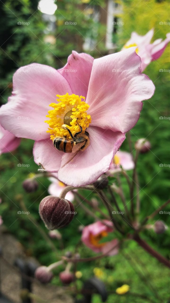 bee in flower