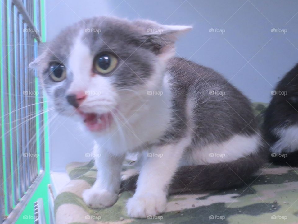 Gray and white kitten showing fear