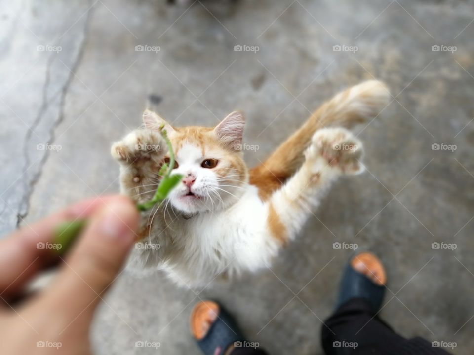Cat catching for some food
