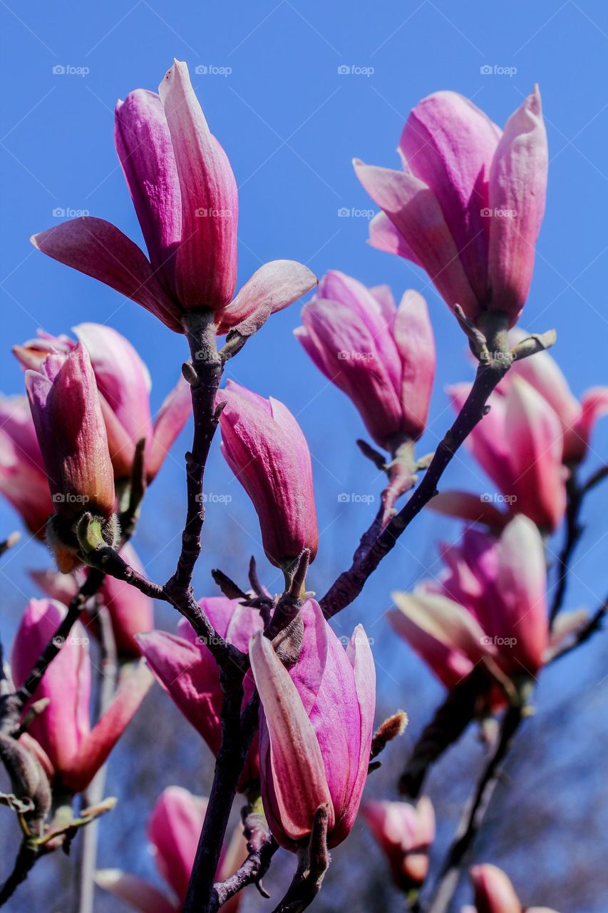 Magnolia floweres