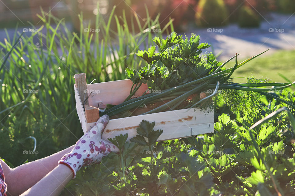 Woman working in a home garden in the backyard, picking the vegetables and put to wooden box. Candid people, real moments, authentic situations