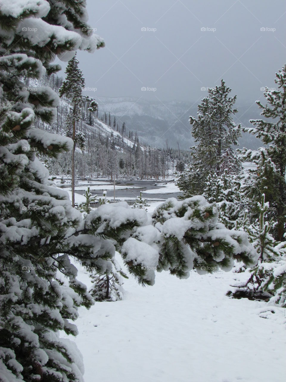 Yellowstone wonderland