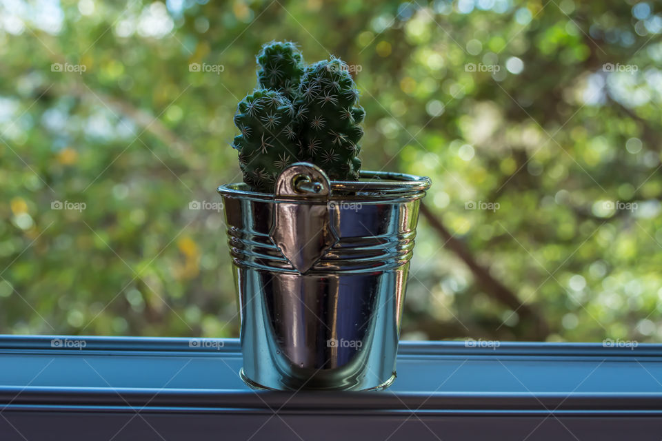 Beautiful little cactus