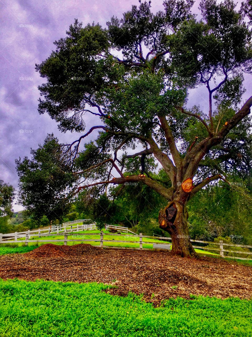 Scenic view of lush landscape