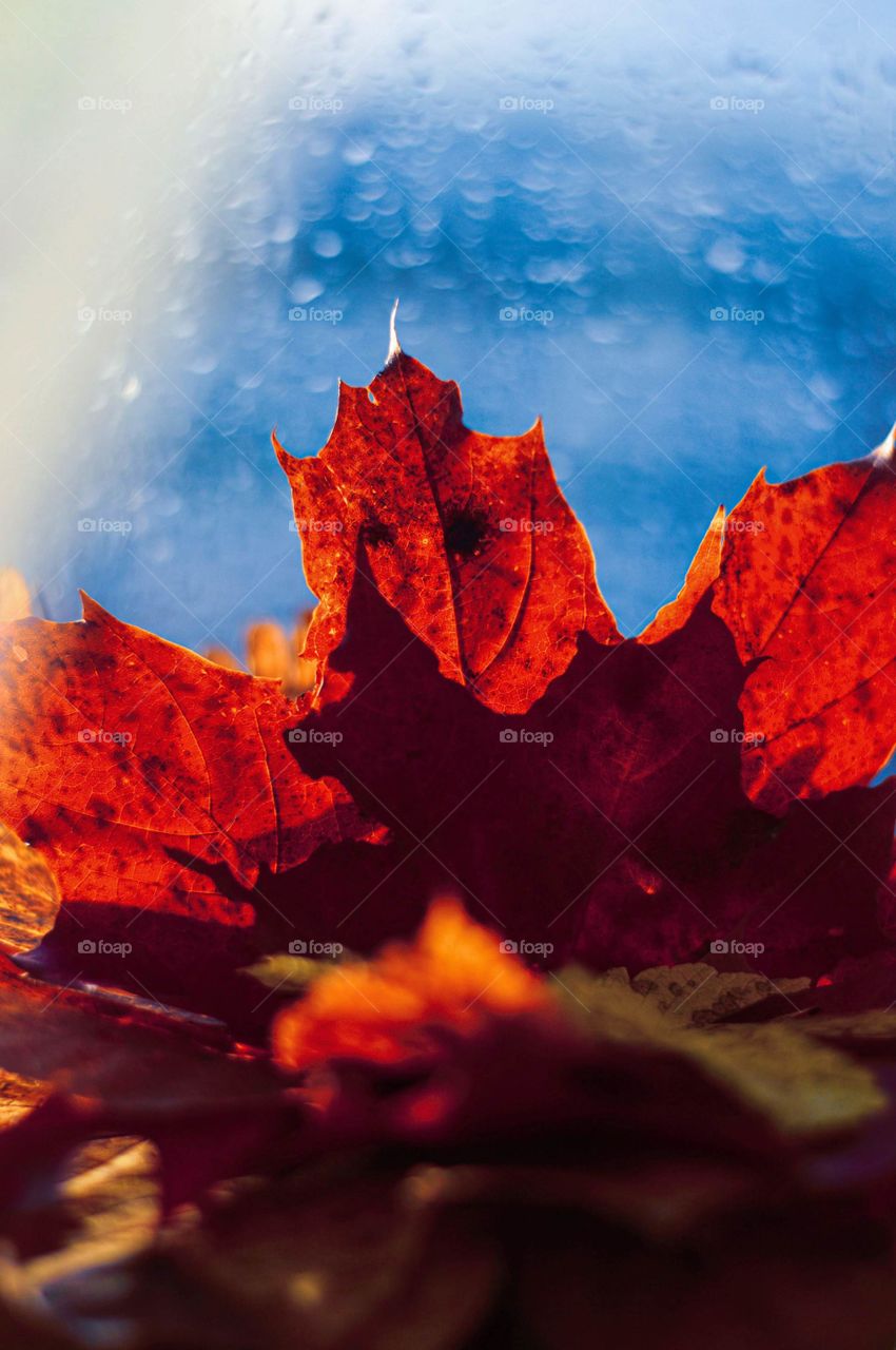 Blue and Red. Autumn leaf.