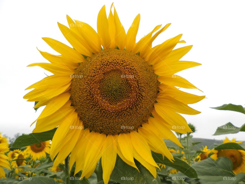 Sunflower