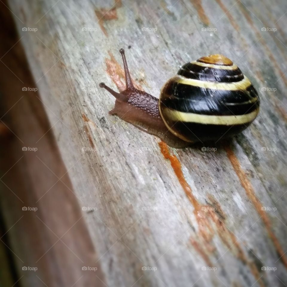 Snail of weathered wood.