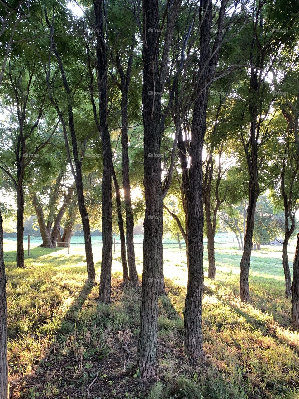 Sunlight streaming through trees making angled shadows on the grass