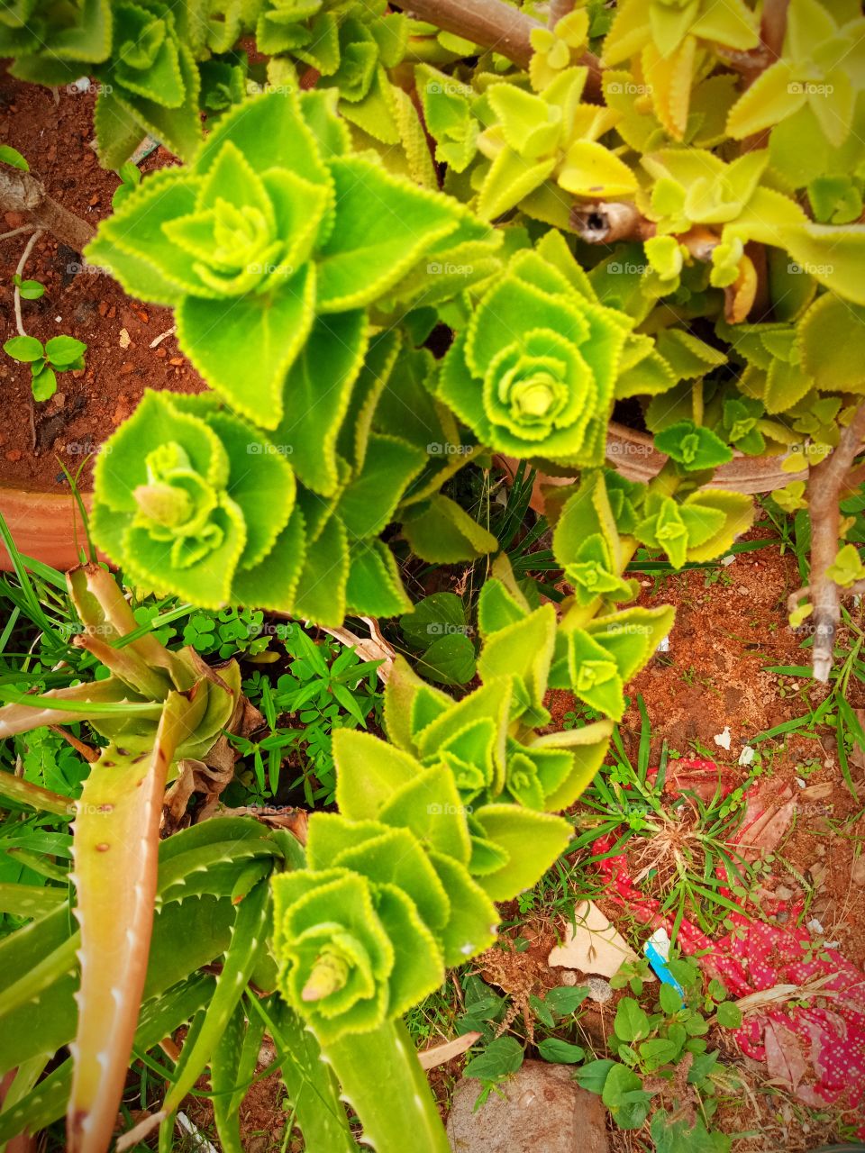 beautiful rose shaped plant