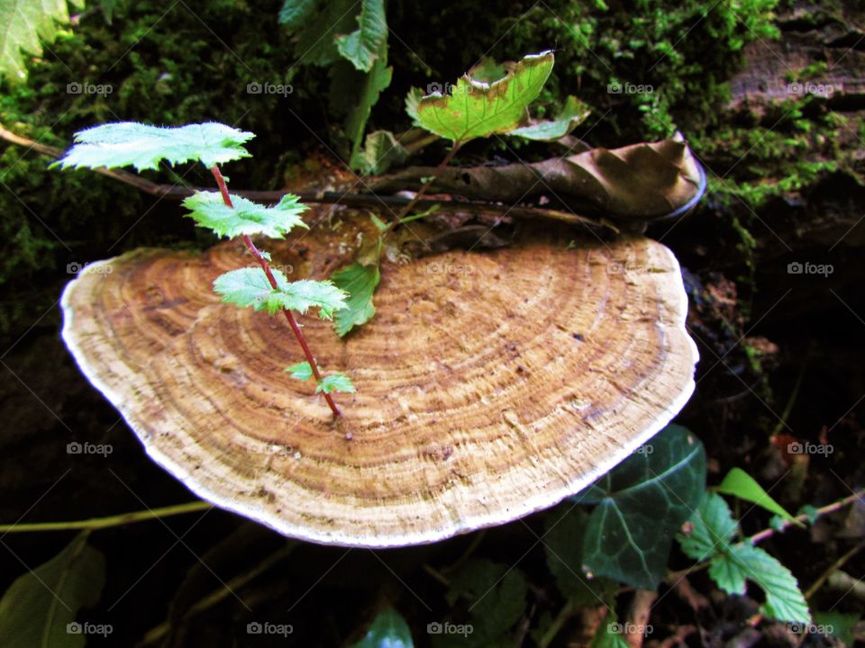 nettle growing on a mushroom