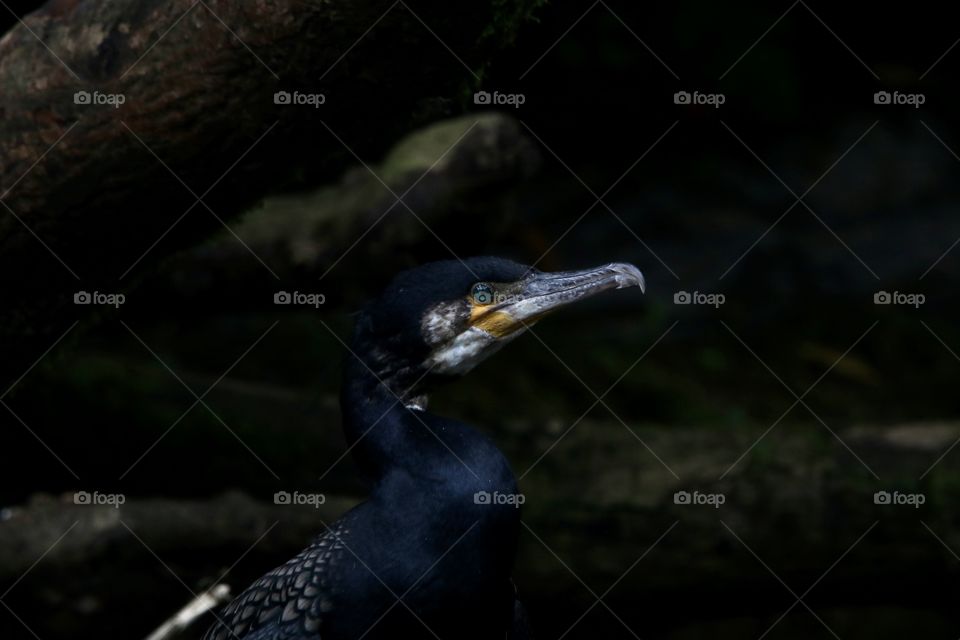 cormorant