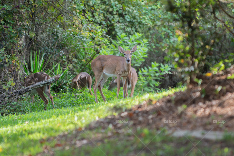 Herd of deer in field