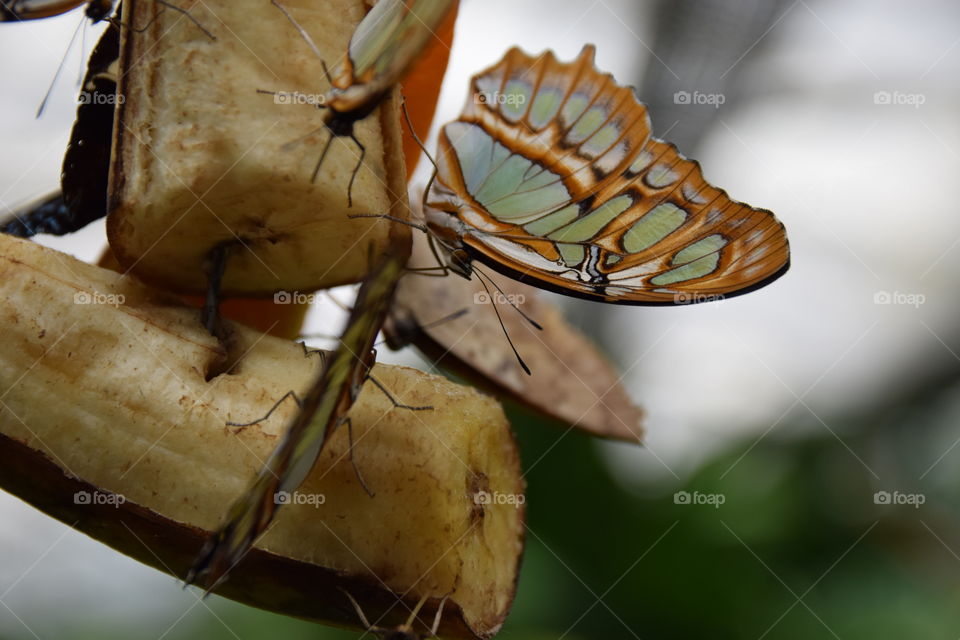 butterfly on fruit