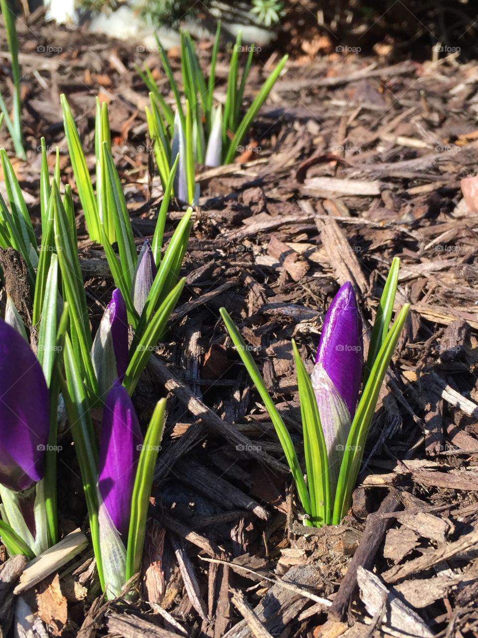 Crocus buds are always the first sign of spring 🌱