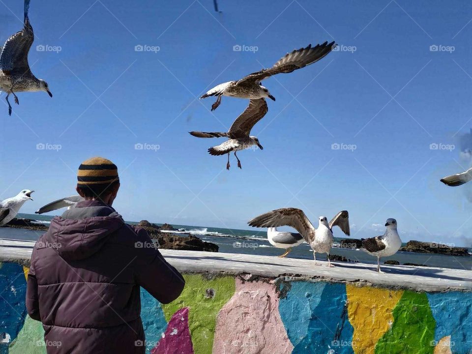 An adult man feeds seagulls at essaouira city in Morocco