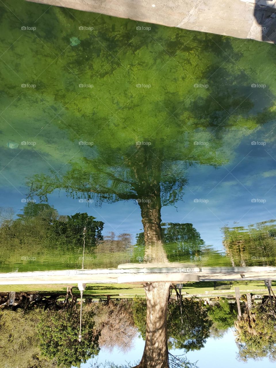 Reflections of nature upside down perspective. A tree reflected in a spring fed pool with an enhanced leaf look created by the algae in the water.