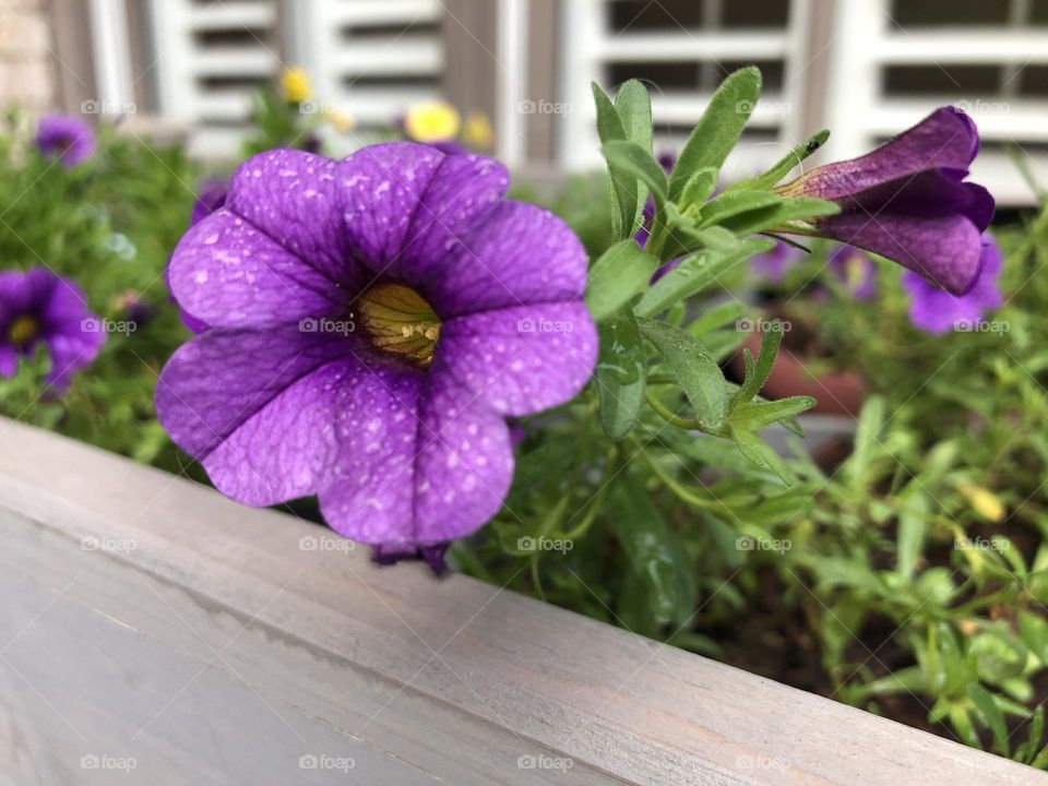 Window box petunia