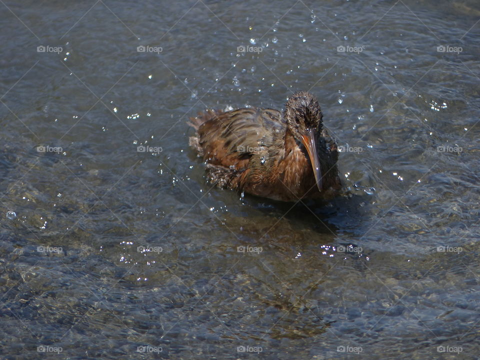 California Clapper Rail #12