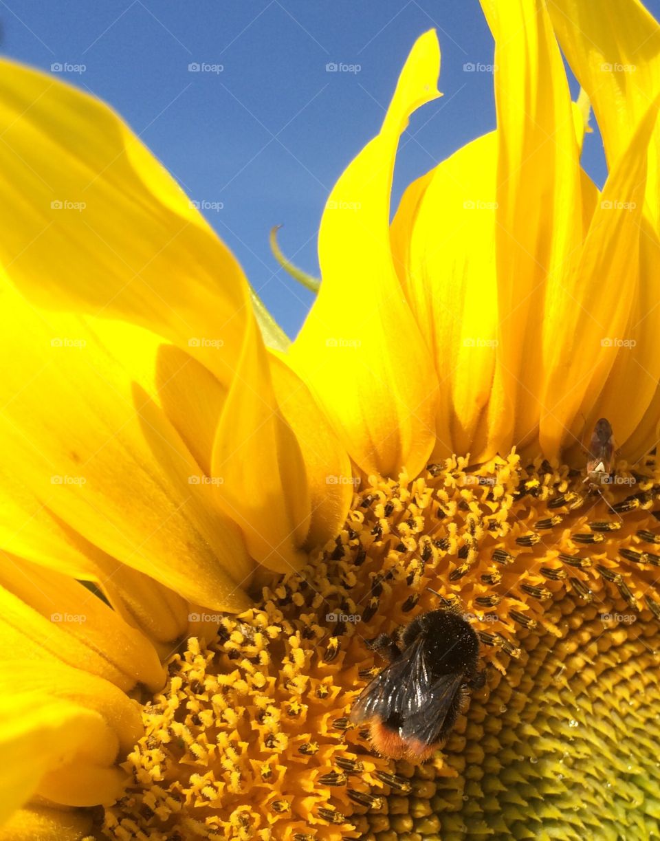 Happy sunflowers