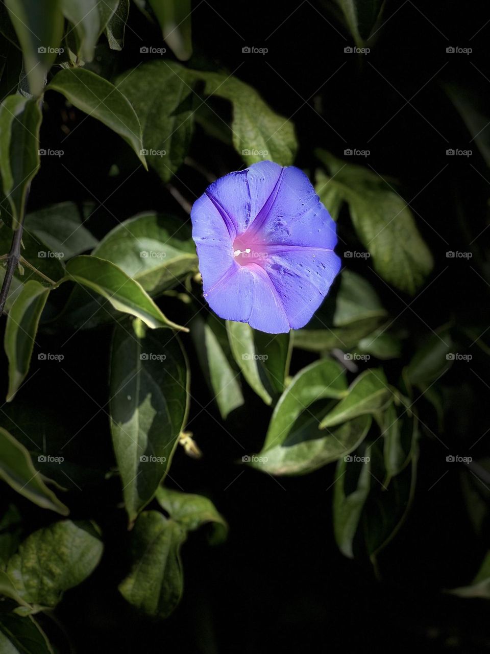 Purple flower