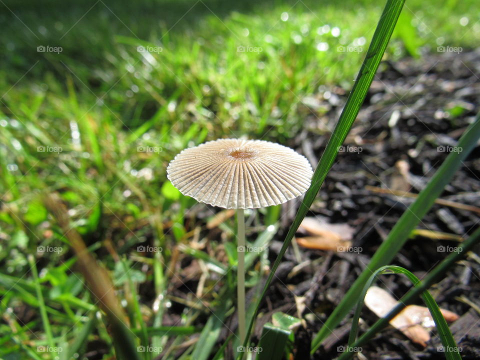 Mushroom 
