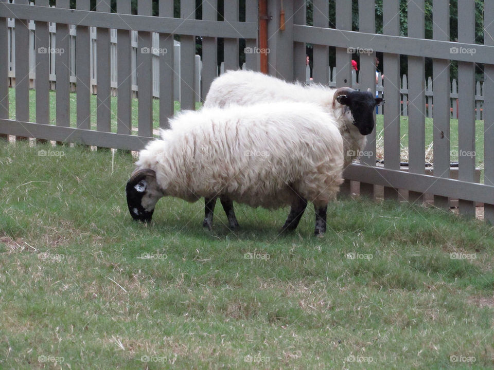 ireland zoo gardens sheep by swatchtime